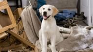 Marley and Me (Image via Fox 2000 Pictures)